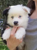 Sweetheart , a female Toy Australian Shepherd for sale in Salem, OR – Photo 3 of 9