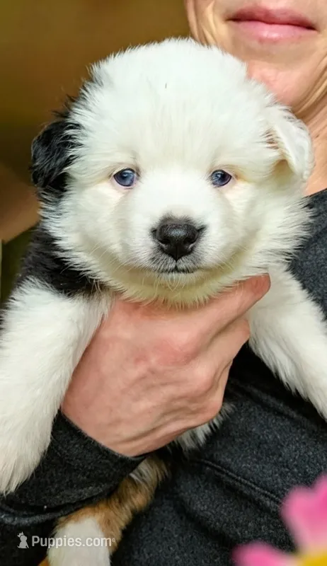 Sweetheart  – Toy Australian Shepherd puppy for sale in Salem, OR