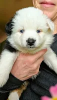 Sweetheart , a female Toy Australian Shepherd for sale in Salem, OR – Photo 1 of 3