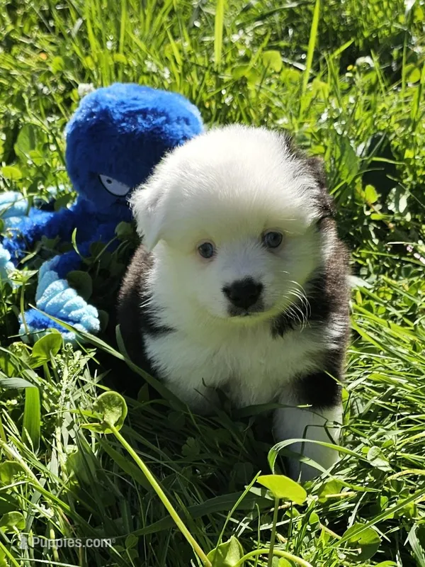 Sweetheart  – Toy Australian Shepherd puppy for sale in Salem, OR
