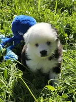 Sweetheart , a female Toy Australian Shepherd for sale in Salem, OR – Photo 2 of 10