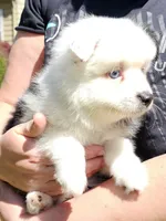 Sweetheart , a female Toy Australian Shepherd for sale in Salem, OR – Photo 4 of 9