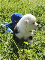 Sweetheart , a female Toy Australian Shepherd for sale in Salem, OR – Photo 4 of 10