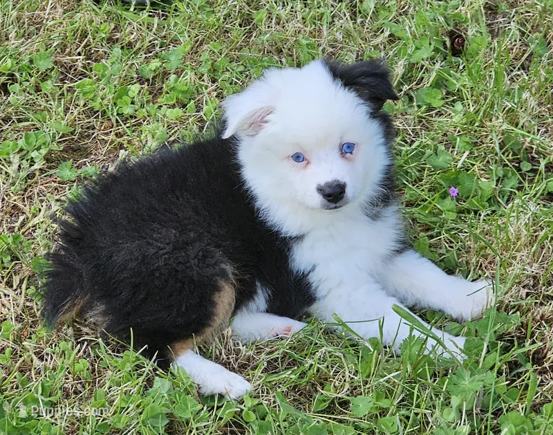 Sweetheart  – Toy Australian Shepherd puppy for sale in Salem, OR
