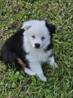 Sweetheart , a female Toy Australian Shepherd for sale in Salem, OR – Photo 1 of 9