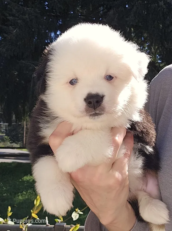 Sweetheart  – Toy Australian Shepherd puppy for sale in Salem, OR