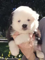 Sweetheart , a female Toy Australian Shepherd for sale in Salem, OR – Photo 1 of 10