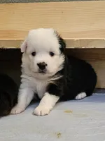 Sweetheart , a female Toy Australian Shepherd for sale in Salem, OR – Photo 2 of 3