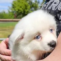 Sweetheart , a female Toy Australian Shepherd for sale in Salem, OR – Photo 6 of 9