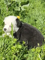 Sweetheart , a female Toy Australian Shepherd for sale in Salem, OR – Photo 3 of 10