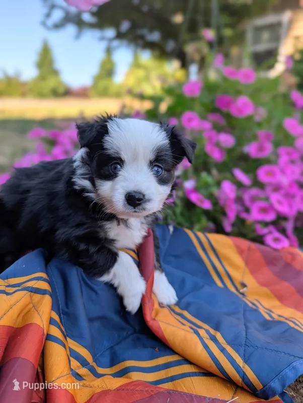 Siggy – Toy Australian Shepherd puppy for sale in Salem, OR