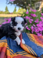 Siggy, a female Toy Australian Shepherd for sale in Salem, OR – 1 of 5