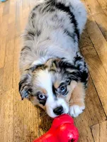 Ares, a male Toy Australian Shepherd for sale in Salem, OR – 3 of 10
