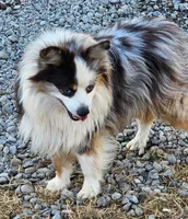 Astrid, a female Toy Australian Shepherd for sale in Salem, OR – 5 of 7
