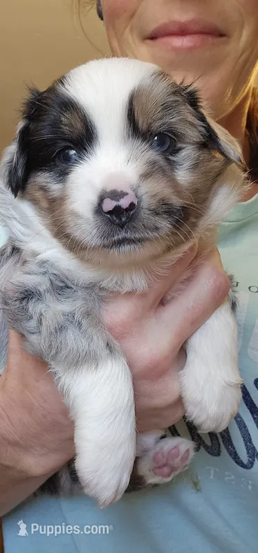 Appolo  – Toy Australian Shepherd puppy for sale in Salem, OR