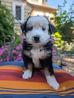 Rowan, a female Toy Australian Shepherd for sale in Salem, OR – 3 of 6