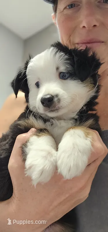 Rowan – Toy Australian Shepherd puppy for sale in Salem, OR