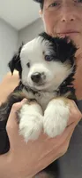 Rowan, a female Toy Australian Shepherd for sale in Salem, OR – 3 of 9