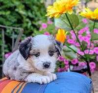 Ubba, a male Toy Australian Shepherd for sale in Salem, OR – 3 of 6