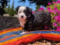 Astrid, a female Toy Australian Shepherd for sale in Salem, OR – 3 of 7