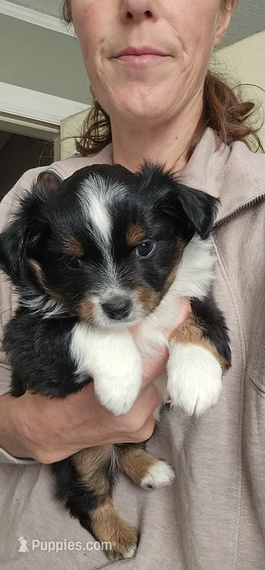 Hunter – Toy Australian Shepherd puppy for sale in Salem, OR