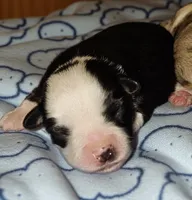 Frost, a male Toy Australian Shepherd for sale in Salem, OR – 2 of 5
