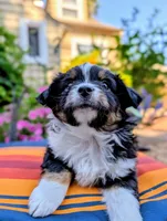 Hunter, a male Toy Australian Shepherd for sale in Salem, OR – 6 of 10