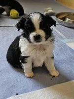 Willow, a female Toy Australian Shepherd for sale in Salem, OR – 2 of 5