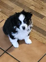 River, a female Toy Australian Shepherd for sale in Salem, OR – 1 of 9