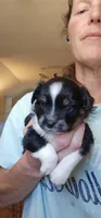 Artemis , a female Toy Australian Shepherd for sale in Salem, OR – 2 of 6