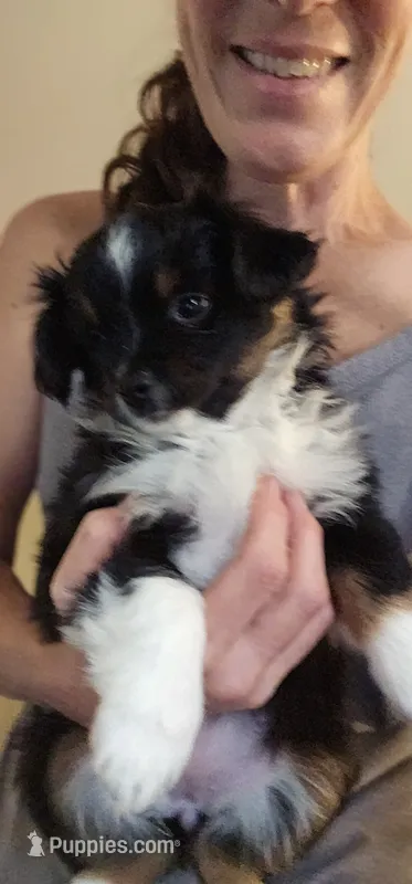 Clover – Toy Australian Shepherd puppy for sale in Salem, OR