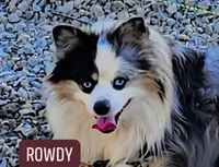 Bjorn, a male Toy Australian Shepherd for sale in Salem, OR – 5 of 7