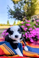 Siggy, a female Toy Australian Shepherd for sale in Salem, OR – 2 of 5
