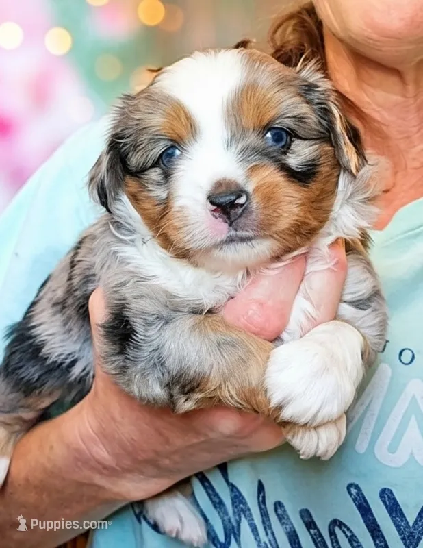 Athena – Toy Australian Shepherd puppy for sale in Salem, OR
