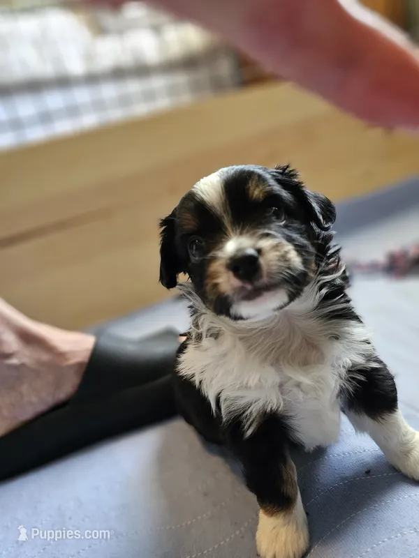 Hunter – Toy Australian Shepherd puppy for sale in Salem, OR