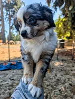 Ares, a male Toy Australian Shepherd for sale in Salem, OR – 4 of 10
