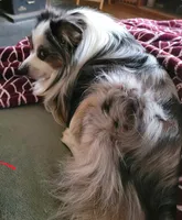 Kissy, a female Toy Australian Shepherd for sale in Salem, OR – Photo 10 of 10