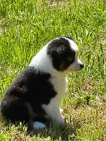 Kissy, a female Toy Australian Shepherd for sale in Salem, OR – Photo 3 of 8
