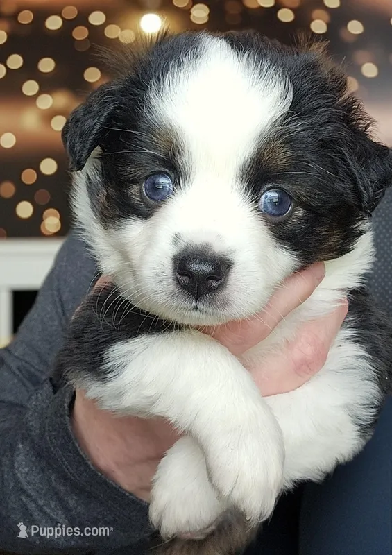 Kissy – Toy Australian Shepherd puppy for sale in Salem, OR