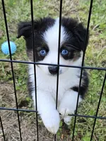 Kissy, a female Toy Australian Shepherd for sale in Salem, OR – Photo 2 of 8