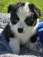 Kissy, a female Toy Australian Shepherd for sale in Salem, OR – Photo 3 of 10