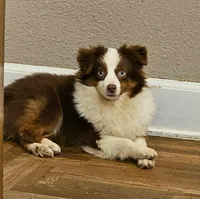Kissy, a female Toy Australian Shepherd for sale in Salem, OR – Photo 8 of 10