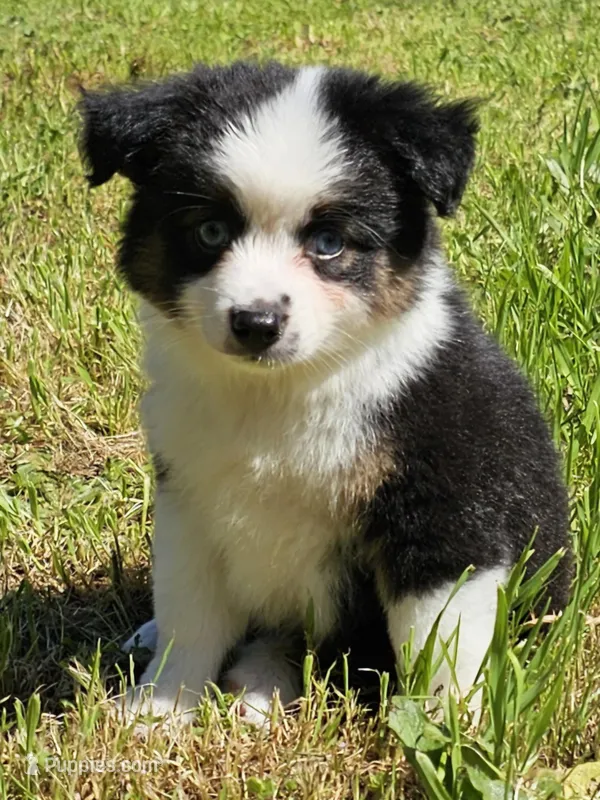 Kissy – Toy Australian Shepherd puppy for sale in Salem, OR
