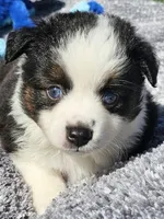 Kissy, a female Toy Australian Shepherd for sale in Salem, OR – Photo 2 of 10