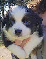 Kissy, a female Toy Australian Shepherd for sale in Salem, OR – Photo 4 of 10