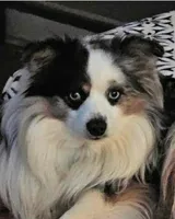 Kissy, a female Toy Australian Shepherd for sale in Salem, OR – Photo 9 of 10