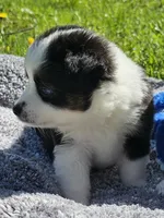 Kissy, a female Toy Australian Shepherd for sale in Salem, OR – Photo 5 of 10