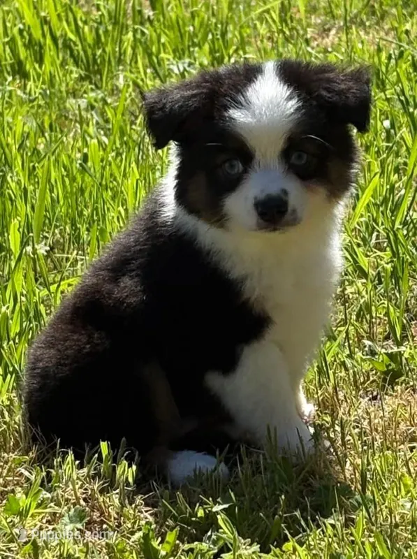 Kissy – Toy Australian Shepherd puppy for sale in Salem, OR