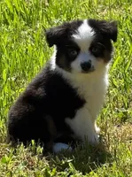 Kissy, a female Toy Australian Shepherd for sale in Salem, OR – Photo 7 of 8