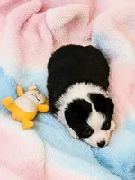 Kissy, a female Toy Australian Shepherd for sale in Salem, OR – Photo 2 of 2